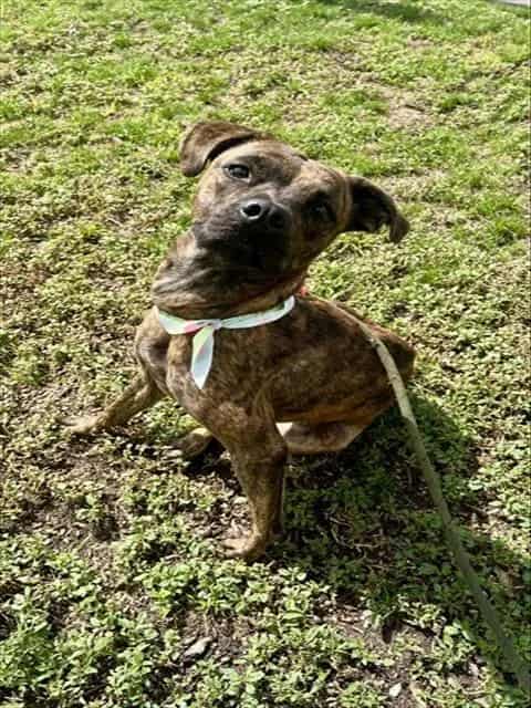 Photo of Genny, adoptable Terrier mix in Miami, Florida