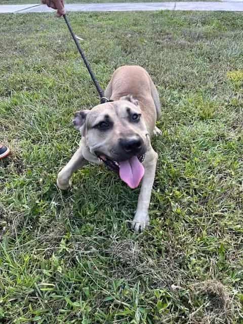 Photo of Athena, adoptable American Bulldog in Miami, Florida