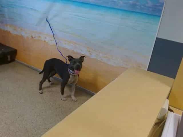 Photo of Cindy, adoptable Terrier in Miami, Florida