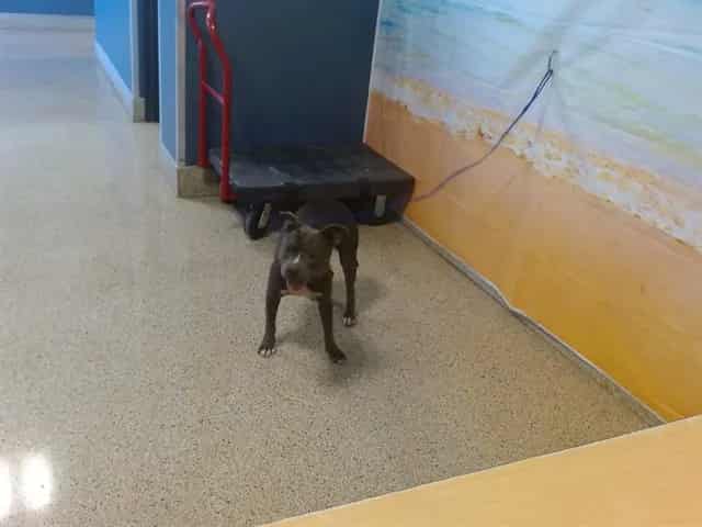 Photo of Wendy, adoptable Terrier in Miami, Florida