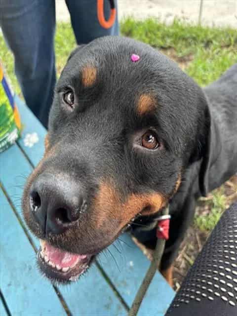 Photo of Tyson, adoptable Rottweiler in Miami, Florida