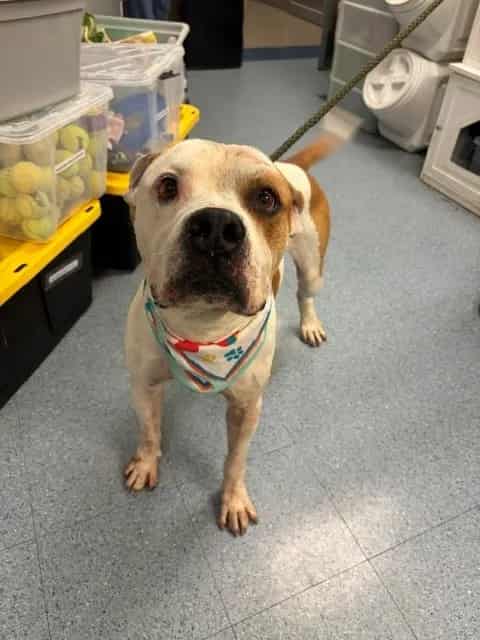 Photo of Ben, adoptable Terrier mix in Miami, Florida