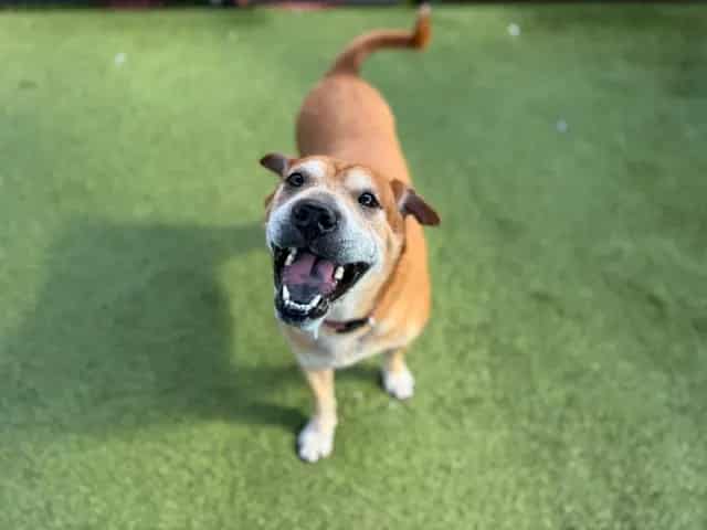 Photo of Daisy, adoptable Chinese Sharpei mix in Miami, Florida