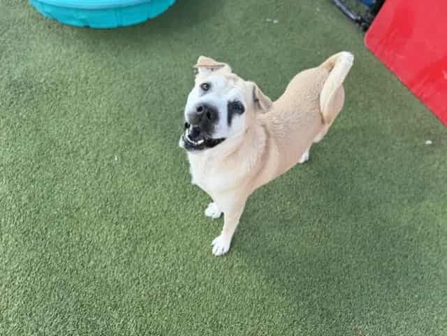 Photo of Poppy, adoptable Chinese Sharpei mix in Miami, Florida