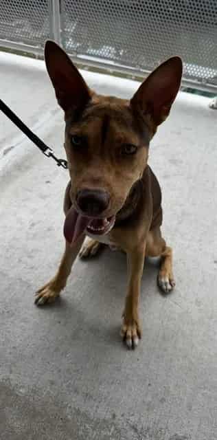 Photo of Enzo, adoptable Terrier mix in Miami, Florida