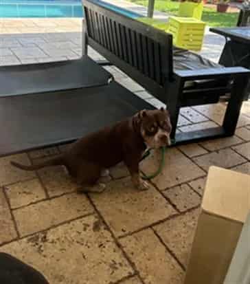 Photo of Adam, adoptable Terrier mix in Miami, Florida