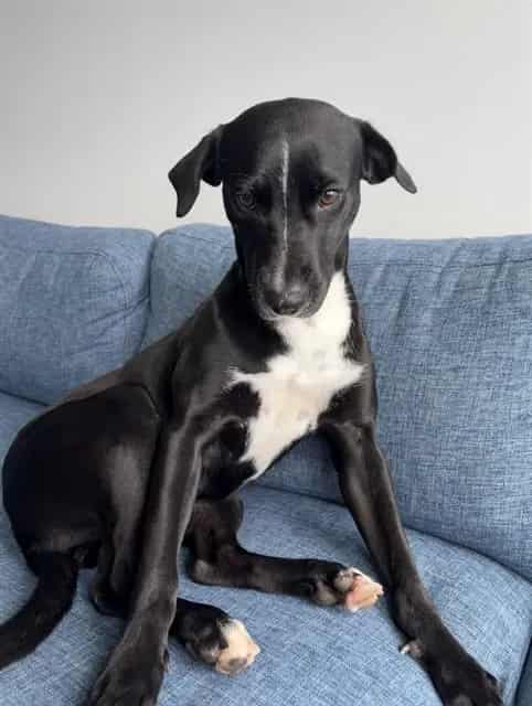 Photo of Luna, adoptable Terrier in Miami, Florida