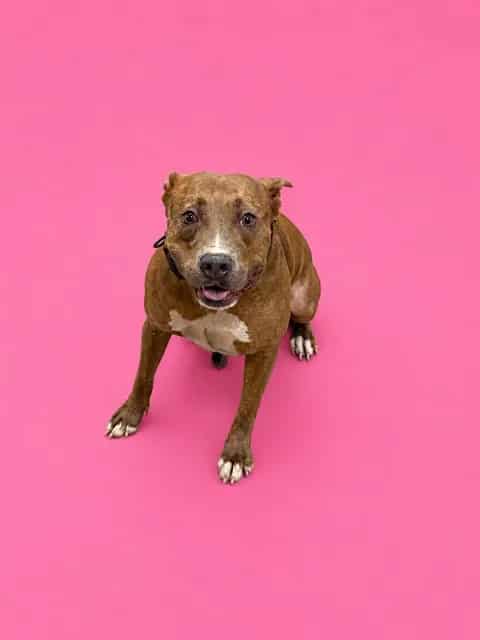 Photo of Lupa, adoptable Terrier mix in Miami, Florida