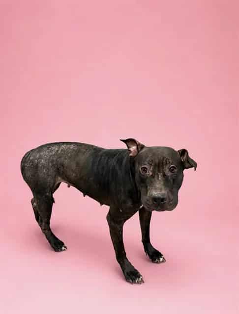 Photo of Sheka, adoptable Terrier mix in Miami, Florida