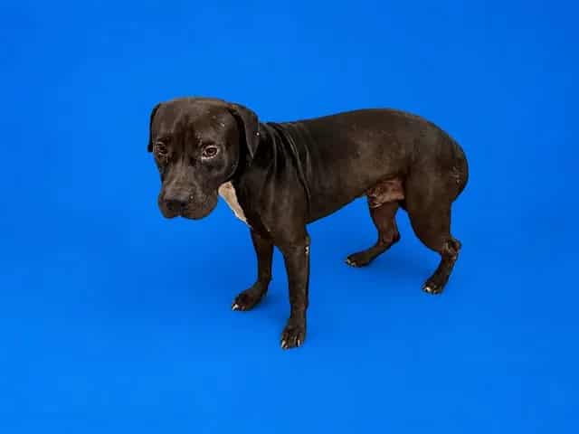 Photo of Jack, adoptable Terrier mix in Miami, Florida