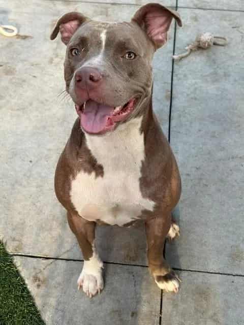 Photo of Daisy, adoptable American Bulldog in Miami, Florida