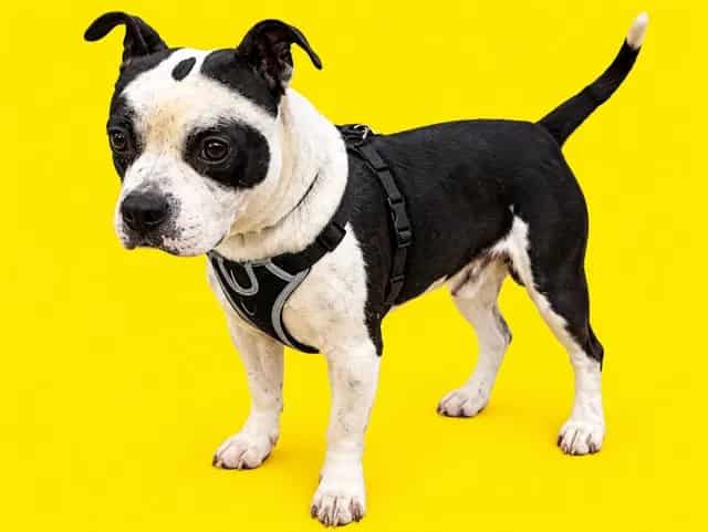Photo of Morphy, adoptable Terrier mix in Miami, Florida
