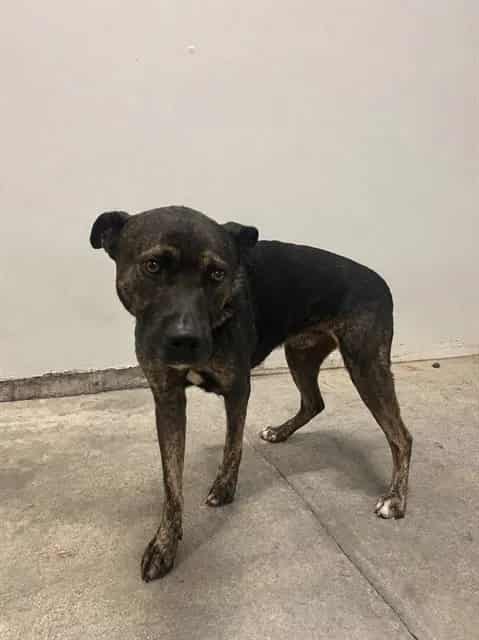 Photo of Rain, adoptable Terrier mix in Miami, Florida