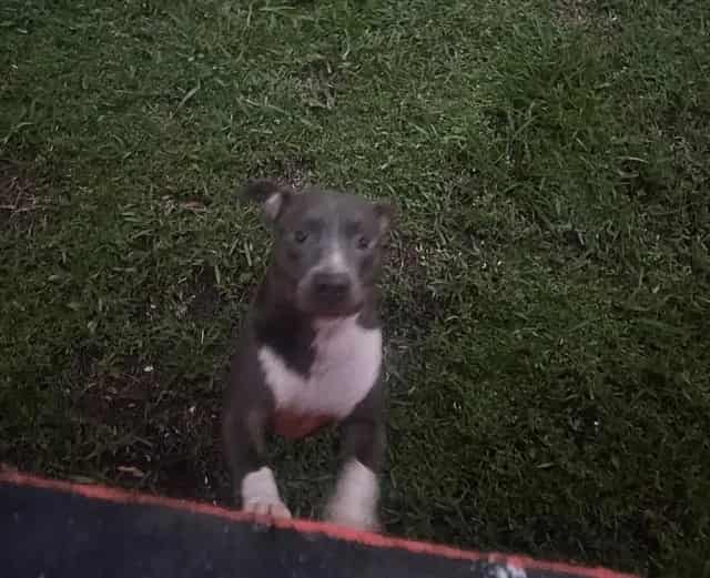 Photo of Bella, adoptable Pit Bull Terrier in Miami, Florida