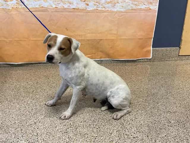 Photo of April, adoptable Terrier in Miami, Florida
