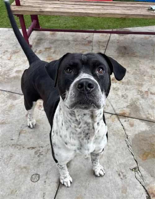 Photo of Mc Flurry, adoptable Terrier in Miami, Florida