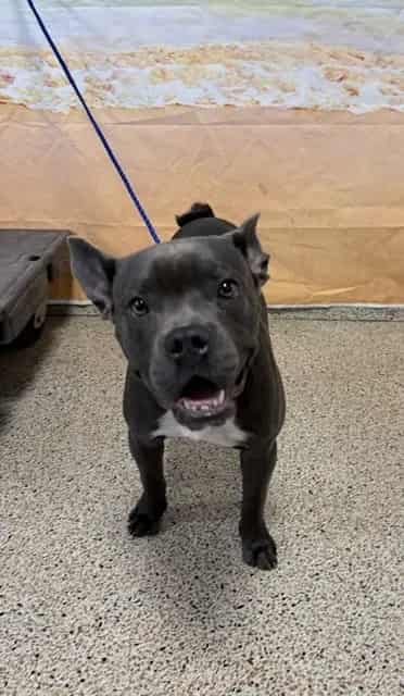 Photo of Bruce, adoptable French Bulldog and American Bulldog in Miami, Florida