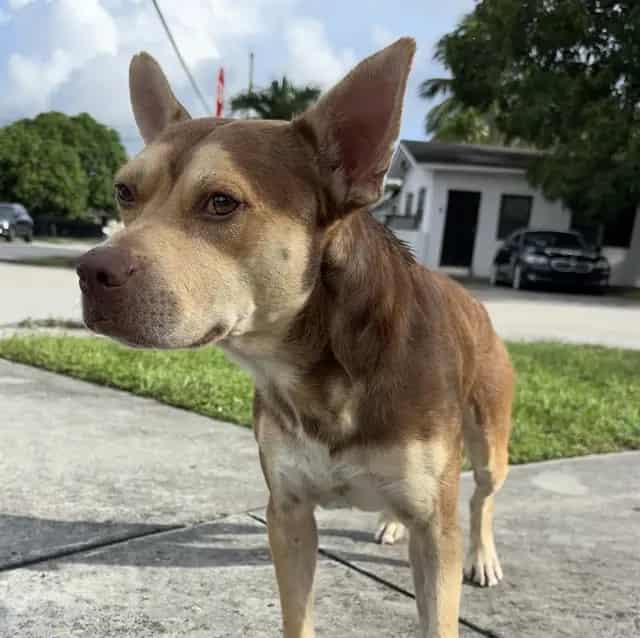 Photo of Moto Moto, adoptable Terrier mix in Miami, Florida