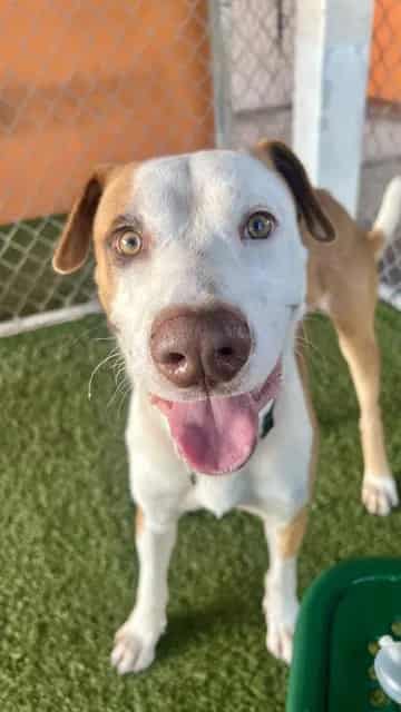Photo of Tyler, adoptable Terrier in Miami, Florida