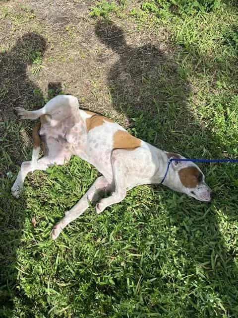Photo of Gump, adoptable Terrier mix in Miami, Florida