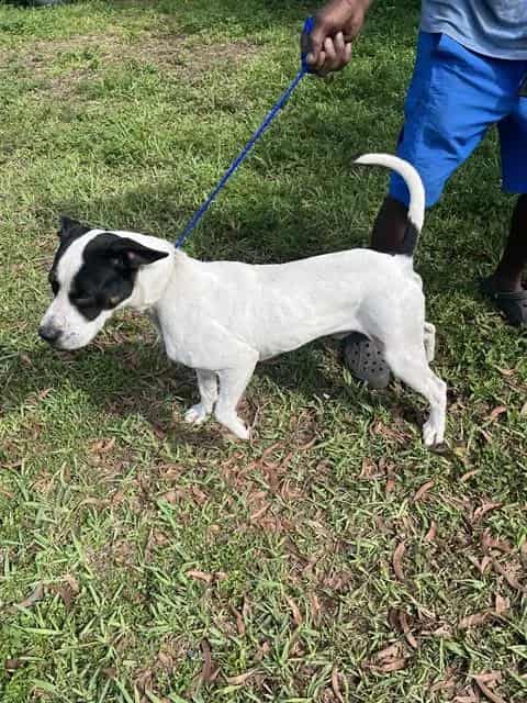 Photo of Marvin, adoptable Terrier mix in Miami, Florida