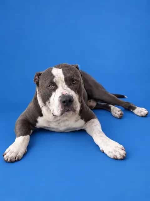 Photo of Chippi, adoptable Terrier mix in Miami, Florida