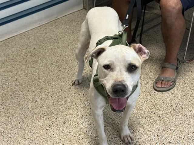 Photo of Bozes, adoptable Terrier mix in Miami, Florida