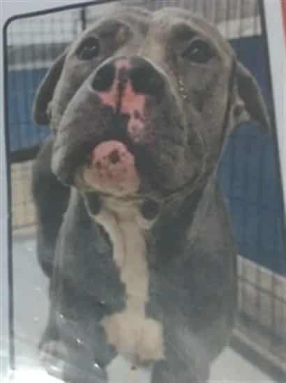 Photo of Dexter, adoptable Terrier in Miami, Florida