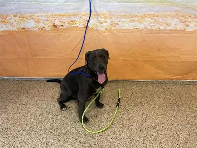 Photo of Josh, adoptable Terrier in Miami, Florida