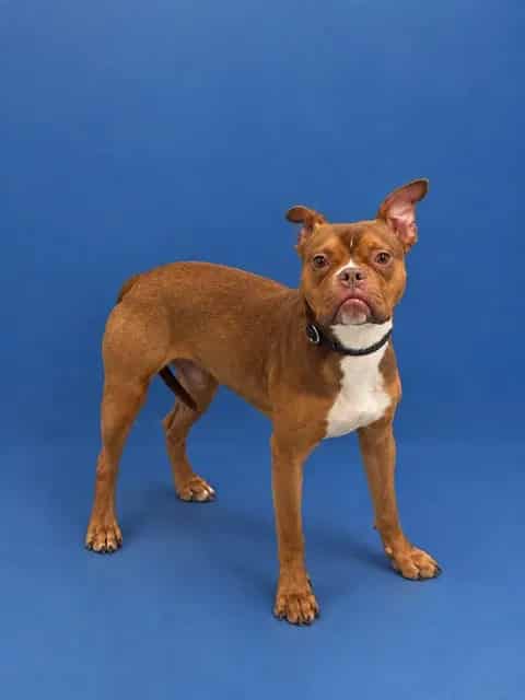 Photo of Bubba, adoptable Terrier in Miami, Florida