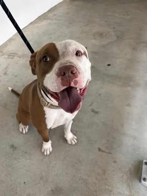 Photo of King, adoptable Pit Bull Terrier in Miami, Florida