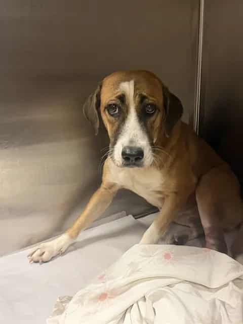 Photo of Kayla, adoptable Terrier mix in Miami, Florida