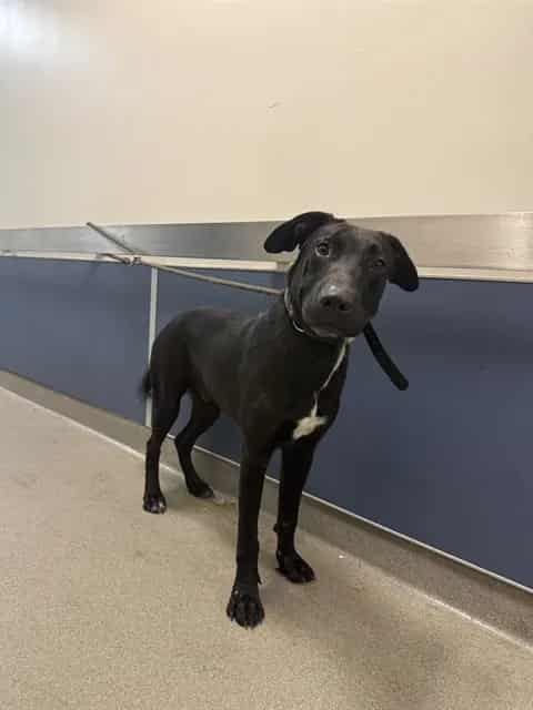 Photo of Enrique, adoptable Terrier mix in Miami, Florida