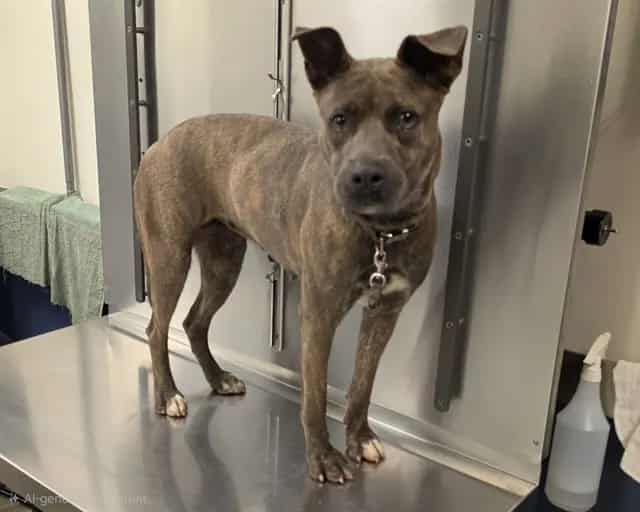 Photo of Kelly, adoptable Terrier mix in Miami, Florida