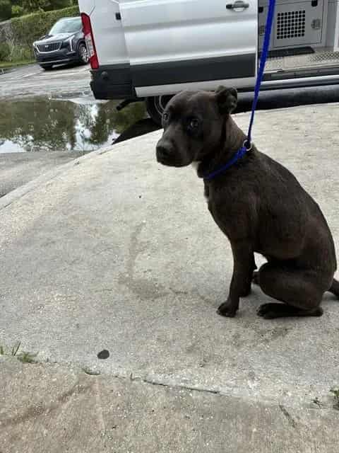 Photo of Tessa, adoptable Terrier mix in Miami, Florida