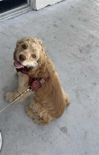 Photo of Oliver, adoptable Cock-A-Poo in Miami, Florida