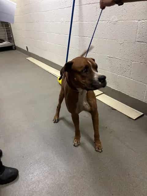Photo of Flex, adoptable Terrier mix in Miami, Florida