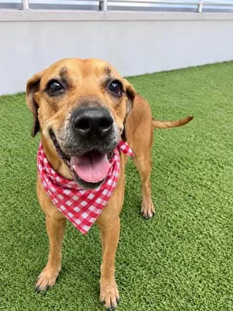 Photo of Luna, adoptable Terrier in Miami, Florida