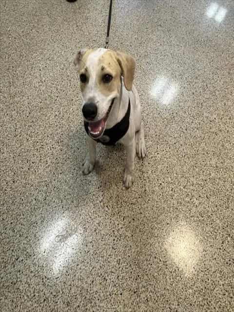 Photo of Forrest, adoptable Terrier mix in Miami, Florida