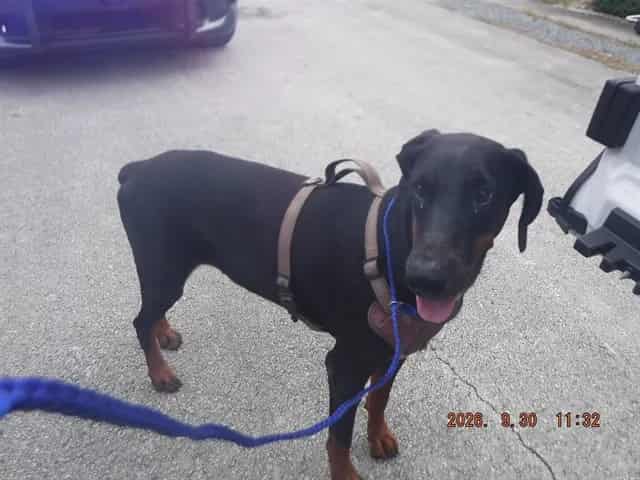 Photo of Lola, adoptable Doberman Pinscher in Miami, Florida
