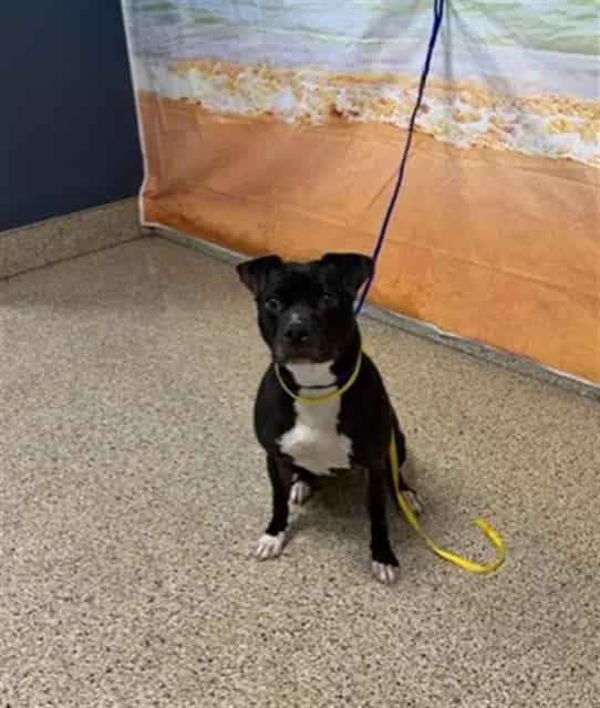 Photo of Rayna, adoptable Terrier mix in Miami, Florida