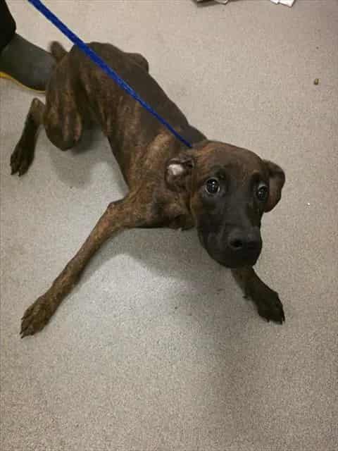 Photo of Cuco, adoptable Terrier mix in Miami, Florida