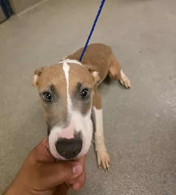 Photo of Dawn, adoptable Terrier mix in Miami, Florida