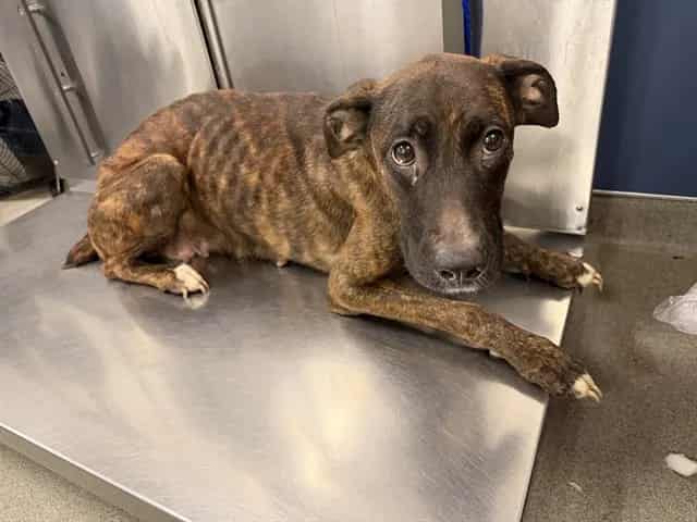 Photo of Chiqi, adoptable Terrier mix in Miami, Florida