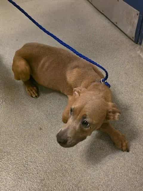 Photo of Candy, adoptable Terrier mix in Miami, Florida