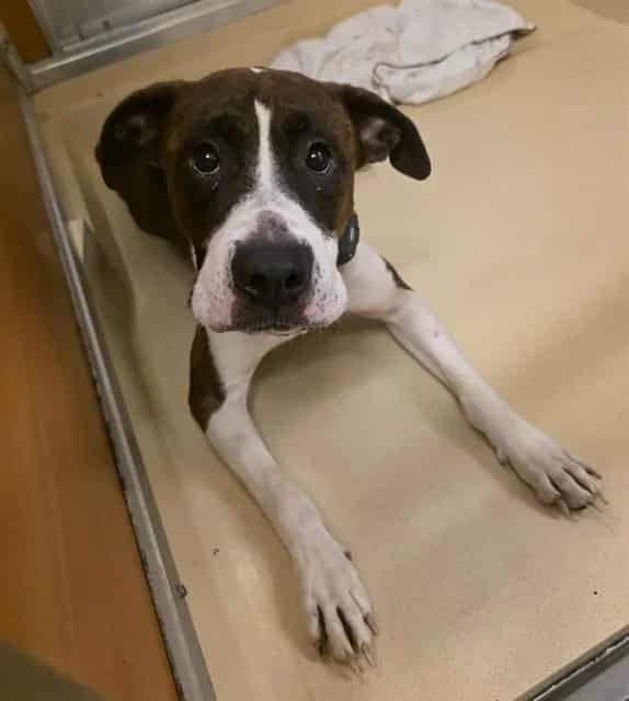Photo of Toro, adoptable Terrier mix in Miami, Florida