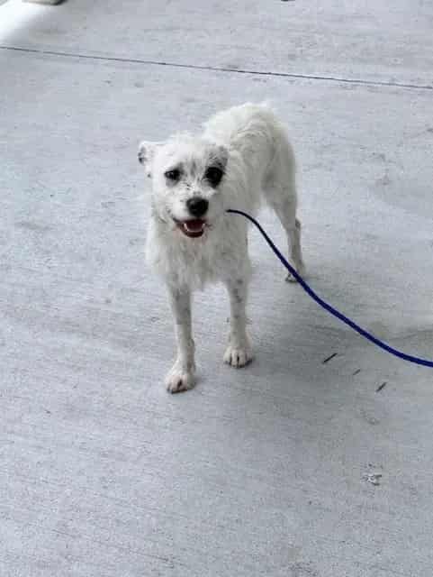Photo of Spot, adoptable Terrier in Miami, Florida