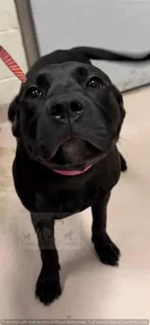 Photo of Starla, adoptable Labrador Retriever and Staffordshire Bull Terrier in Chicago Ridge, Illinois