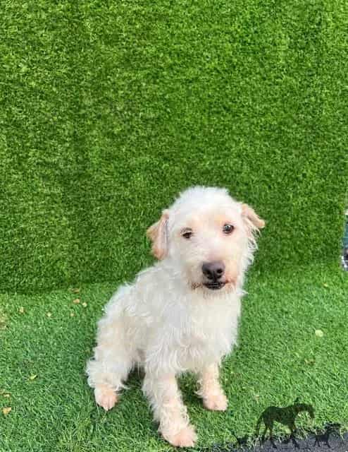 Photo of Ralph, adoptable Terrier mix in Chicago Ridge, Illinois