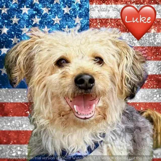 Photo of Luke, adoptable Yorkshire Terrier and Poodle - Miniature in Chicago Ridge, Illinois